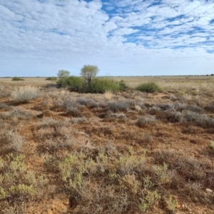 Eremophila polyclada at Eromanga, QLD - 28 Jul 2023