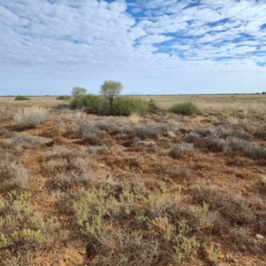 Eremophila polyclada at Eromanga, QLD - 28 Jul 2023 09:29 AM