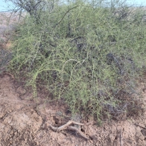 Eremophila polyclada at Eromanga, QLD - 28 Jul 2023