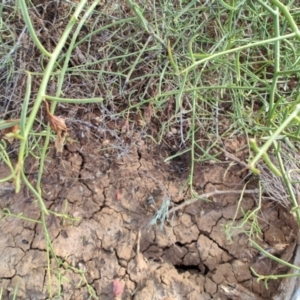 Eremophila polyclada at Eromanga, QLD - 28 Jul 2023