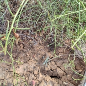 Eremophila polyclada at Eromanga, QLD - 28 Jul 2023 09:29 AM