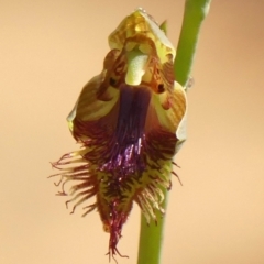 Calochilus campestris (Copper Beard Orchid) at Wattle Ridge, NSW - 11 Oct 2023 by Curiosity