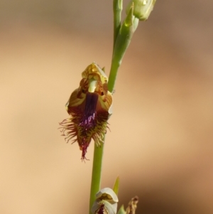 Calochilus campestris at Wattle Ridge, NSW - suppressed