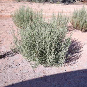 Pterocaulon sphacelatum at Bourke, NSW - 24 Jul 2023 02:01 PM