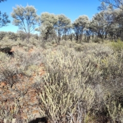 Eremophila bowmanii subsp. bowmanii at Cooladdi, QLD - 27 Jul 2023 by LyndalT