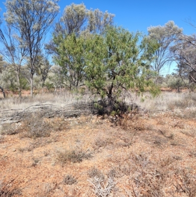 Eremophila longifolia (Weeping Emubush) at Cooladdi, QLD - 27 Jul 2023 by LyndalT
