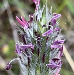 Neurachne alopecuroides (Foxtail Mulga Grass) at Fentons Creek, VIC - 12 Oct 2023 by KL