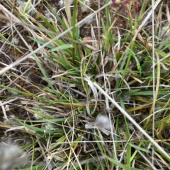 Neurachne alopecuroides at suppressed - suppressed