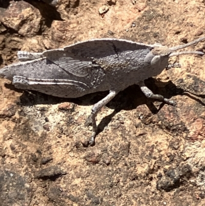 Goniaea australasiae (Gumleaf grasshopper) at Fentons Creek, VIC - 11 Oct 2023 by KL