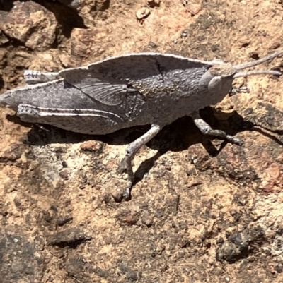 Unidentified Grasshopper (several families) at Fentons Creek, VIC - 11 Oct 2023 by KL