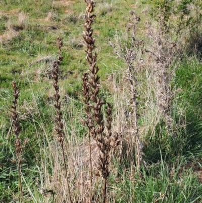 Unidentified Plant at Tuggeranong, ACT - 14 Oct 2023 by LPadg