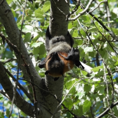 Pteropus poliocephalus (Grey-headed Flying-fox) at Latham, ACT - 15 Oct 2023 by LD12