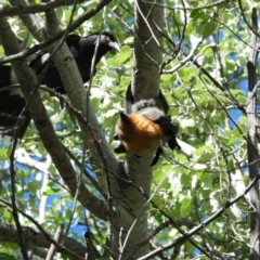 Pteropus poliocephalus at Latham, ACT - 15 Oct 2023 09:09 AM