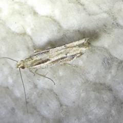 Eutorna tricasis (A Depressariid moth) at QPRC LGA - 14 Oct 2023 by arjay