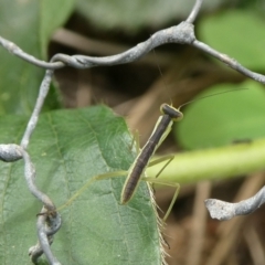 Orthodera ministralis at Charleys Forest, NSW - 14 Oct 2023 by arjay