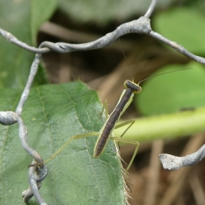 Orthodera ministralis at Charleys Forest, NSW - 14 Oct 2023 by arjay