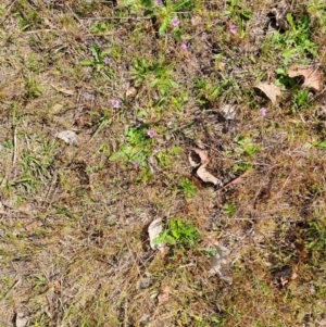 Erodium brachycarpum at Tuggeranong, ACT - 15 Oct 2023