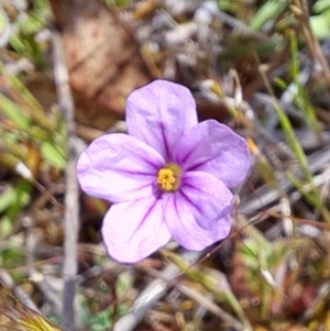 Erodium brachycarpum at Tuggeranong, ACT - 15 Oct 2023 10:06 AM