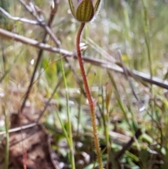 Erodium brachycarpum at Tuggeranong, ACT - 15 Oct 2023