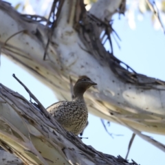 Chenonetta jubata (Australian Wood Duck) at Lake Burley Griffin West - 14 Oct 2023 by JimL