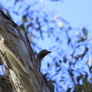 Chenonetta jubata at Yarralumla, ACT - 15 Oct 2023