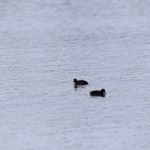 Fulica atra at Yarralumla, ACT - 15 Oct 2023