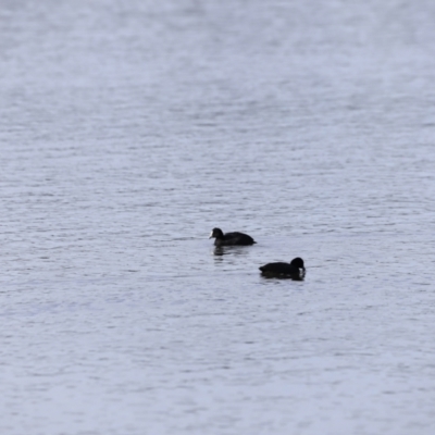 Fulica atra (Eurasian Coot) at Lake Burley Griffin West - 14 Oct 2023 by JimL