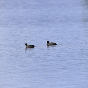 Fulica atra at Yarralumla, ACT - 15 Oct 2023