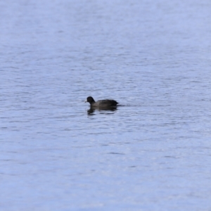 Fulica atra at Yarralumla, ACT - 15 Oct 2023