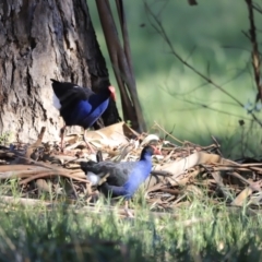 Porphyrio melanotus (Australasian Swamphen) at Lake Burley Griffin West - 14 Oct 2023 by JimL