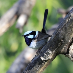 Malurus cyaneus (Superb Fairywren) at Lake Burley Griffin West - 14 Oct 2023 by JimL