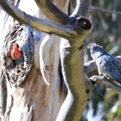 Callocephalon fimbriatum (Gang-gang Cockatoo) at Lake Burley Griffin West - 14 Oct 2023 by JimL