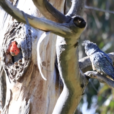 Callocephalon fimbriatum (Gang-gang Cockatoo) at Lake Burley Griffin West - 14 Oct 2023 by JimL