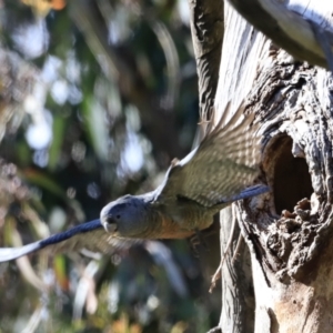 Callocephalon fimbriatum at Canberra Central, ACT - suppressed