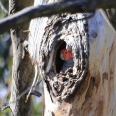 Callocephalon fimbriatum at Canberra Central, ACT - suppressed