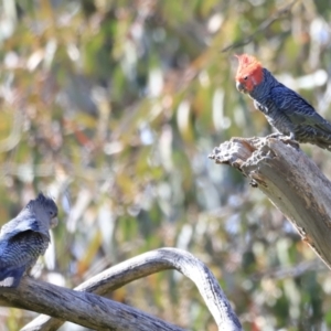 Callocephalon fimbriatum at Canberra Central, ACT - suppressed