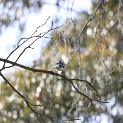 Grallina cyanoleuca (Magpie-lark) at Lake Burley Griffin West - 14 Oct 2023 by JimL