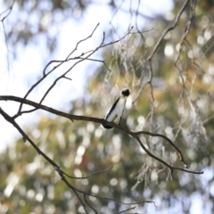 Grallina cyanoleuca at Yarralumla, ACT - 15 Oct 2023