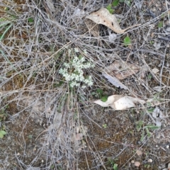 Poranthera microphylla (Small Poranthera) at Tuggeranong, ACT - 15 Oct 2023 by LPadg