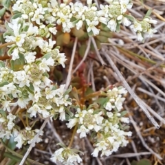 Poranthera microphylla at Tuggeranong, ACT - 15 Oct 2023 10:33 AM