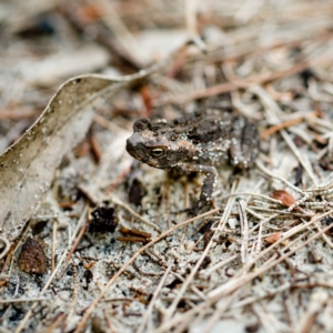 Rhinella marina at Brunswick Heads, NSW - 15 Oct 2023 11:09 AM