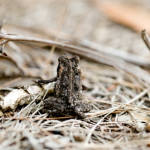 Rhinella marina at Brunswick Heads, NSW - 15 Oct 2023