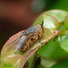 Calliphora stygia (Brown blowfly or Brown bomber) at Downer, ACT - 15 Oct 2023 by RobertD