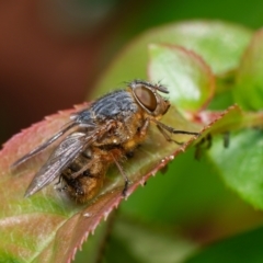 Calliphora stygia at Downer, ACT - 15 Oct 2023