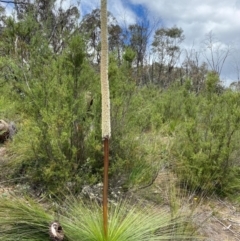 Xanthorrhoea glauca subsp. angustifolia (Grey Grass-tree) at Paddys River, ACT - 23 Nov 2022 by KateI