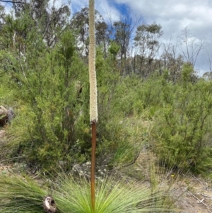 Xanthorrhoea glauca subsp. angustifolia at Paddys River, ACT - 23 Nov 2022
