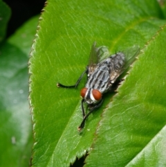 Sarcophagidae (family) (Unidentified flesh fly) at Downer, ACT - 15 Oct 2023 by RobertD