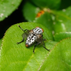 Sarcophagidae sp. (family) at Downer, ACT - 15 Oct 2023