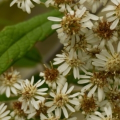 Olearia lirata (Snowy Daisybush) at Belconnen, ACT - 14 Oct 2023 by Thurstan