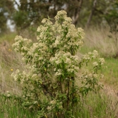 Olearia lirata at Belconnen, ACT - 15 Oct 2023 09:22 AM